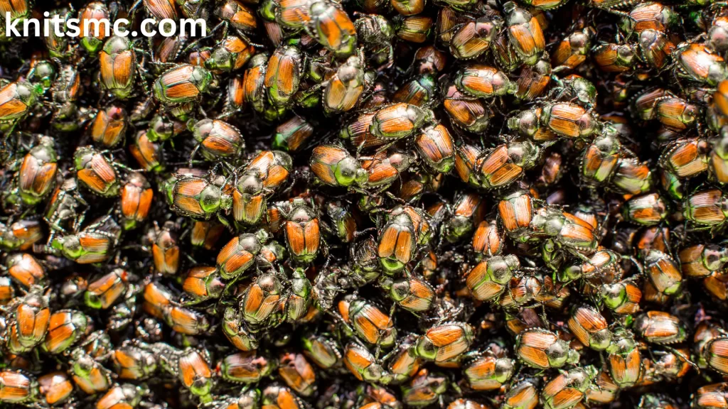 Beetles Food Preference: Close-up image of a cluster of beetles, displaying their common feeding habits and preferences, often targeting crops and vegetation, which can affect agricultural landscapes.