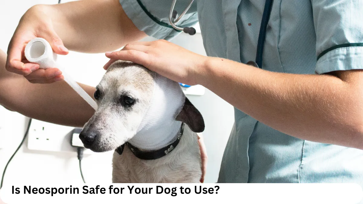 Before You Apply Neosporin on Your Dog, Read This!