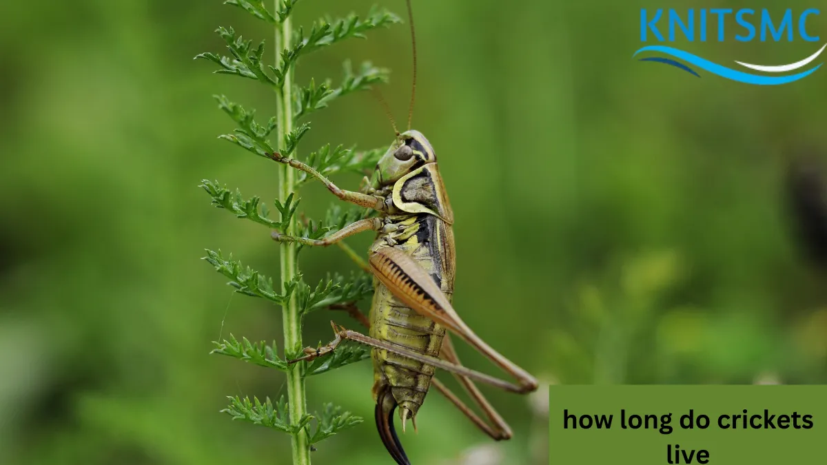 How long do crickets live: Discover the lifespan of crickets and the factors that influence their life expectancy.